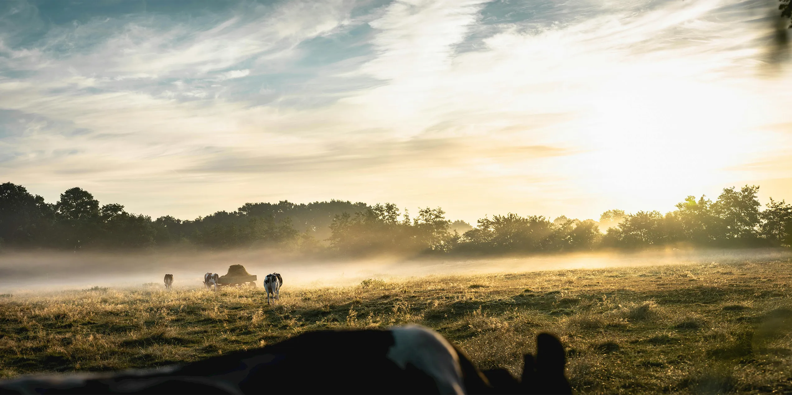 Cows in a misty field with a trailer piled with silage
