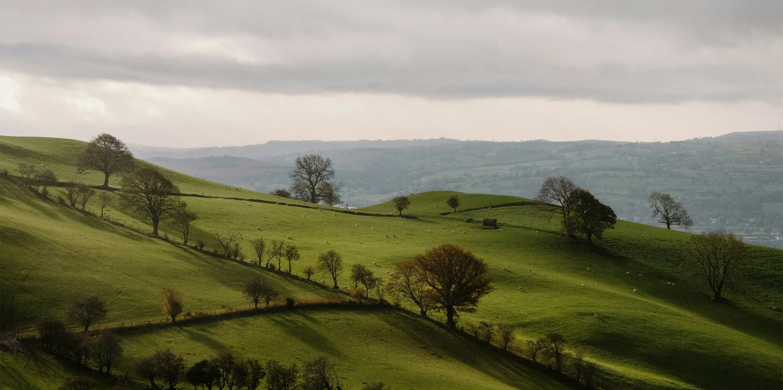 Green hills with trees and sheep